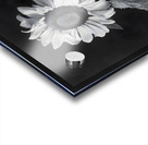 Sunflower Selfie 2 - Sunflower Portrait Art Prints Acrylic print