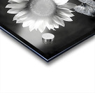 Sunflower Selfie 1 - Sunflower Portrait Art Prints Acrylic print