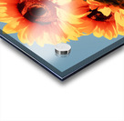 Golden Giants - Sunflower Portrait Art Prints Acrylic print