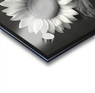 Sunflower Selfie 4 - Sunflower Portrait Art Prints Acrylic print