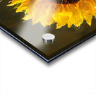 Grace Doree - Golden Grace - Sunflower Portrait Art Prints Acrylic print