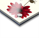 Plaid Botanica 30 - Contemporary Floral Art Prints Acrylic print