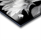 Sunflower Selfie 8 - Sunflower Portrait Art Prints Acrylic print