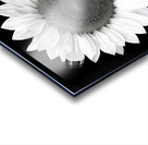 Sunflower Selfie 10 - Sunflower Portrait Art Prints Acrylic print