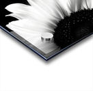 Sunflower Selfie 16 - Sunflower Portrait Art Prints Acrylic print