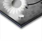 Sunflower Selfie 18 - Sunflower Portrait Art Prints Acrylic print