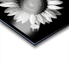 Sunflower Selfie 22 - Sunflower Portrait Art Prints Acrylic print