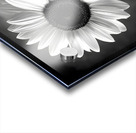 Sunflower Selfie 21 - Sunflower Portrait Art Prints Acrylic print