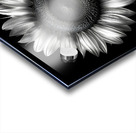 Sunflower Selfie 25 - Sunflower Portrait Art Prints Acrylic print