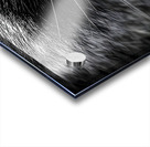 Bandit – Raccoon Portrait Art Print Acrylic print