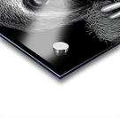 Sloth – Wildlife Portrait Art Print Acrylic print