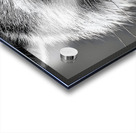 Masked Intentions – Raccoon Portrait Art Print Acrylic print