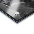 Running Companion – Wildlife Motion Art Print Acrylic print