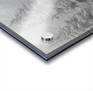 Quiet Companion – Wildlife Portrait Art Print Acrylic print