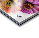 Pixel Bloom Trio – Pop Art Floral Abstract Print Acrylic print