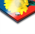 Sunflower Pop – Bold Red White  Blue Poster Print Acrylic print