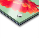 Sunlit Gerberas – Modern Botanical Art Print Impression Acrylique