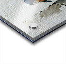 Little Wanderer – Baby Penguin Watercolor Print Acrylic print