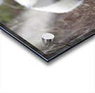 Panda Kin - Wildlife Companions Print Impression Acrylique