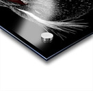 Cry of the Rockhopper – Modern Wildlife Print Acrylic print