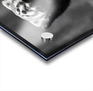 Standing Ovation – Red Panda Print Acrylic print