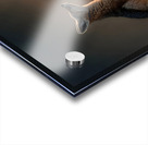 Breath of Dawn – Desert Fox Print Acrylic print