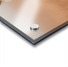 Golden Field – Raccoon Duo Print Acrylic print