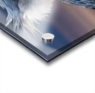 Iron Beak – Shoebill Stork Print Acrylic print