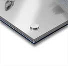 Emberlight – Fennec Fox Print Acrylic print