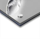 Loud and Clear – Fennec Fox Portrait Print Impression Acrylique