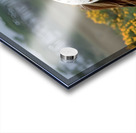 Wild Blossom – Spotted Appaloosa Horse Print Acrylic print