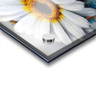 Dripping Daisies – Melting Floral Art Print Acrylic print