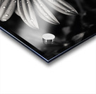 Ashlight Bloom – Monochrome Petal Elegy Print Acrylic print