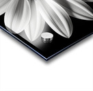 Echo in Silence – Monochrome Bloom Print Impression Acrylique