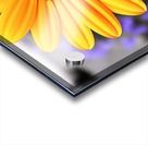 Golden Spirit – Yellow Bloom with Violet Shadows Acrylic print