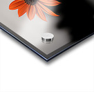 Solitary Flame – Orange Daisy in the Dark Print Acrylic print