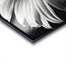 Shadow Bloom – Black and White Sunflower Portrait Print Acrylic print