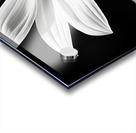 Eclipse Petal – Black and White Macro Flower Print Acrylic print