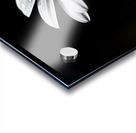 Whisper Bloom – Minimalist Daisy on Black Print Acrylic print