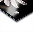 After the Rain – Dew-Kissed Daisy in Monochrome Acrylic print