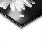 Petals of Memory – Vintage Daisy Landscape Print Acrylic print