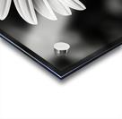 Amber Whisper – Yellow Petal Accent Print Acrylic print