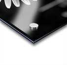 Light & Form – Black and White Daisy Print Impression Acrylique