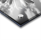 Summer’s Echo – Black and White Sunflower Field Print Acrylic print