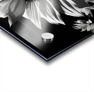 Golden Accent – Part-Color Sunflower Study Print Acrylic print