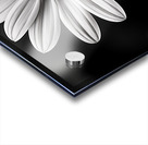 Fields of Memory – Black and White Sunflower Portrait Acrylic print