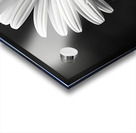 Monochrome Majesty – Sunflower in Black and White Print Acrylic print