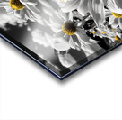 Whispers of Light – Monochrome Daisy Field Print Acrylic print