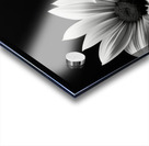 Eternal Bloom – Monochrome Sunflower Field Print Acrylic print