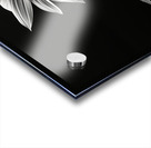 Quiet Majesty – Monochrome Sunflower Study Print Acrylic print